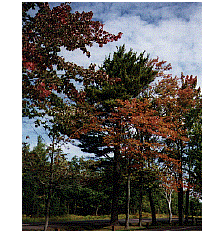 upper peninsula of michigan