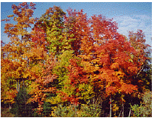 fall color upper peninsula of michigan