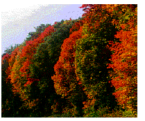 fall colors in newberry michigan