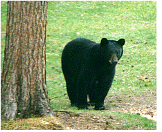 upper peninsula locging accepting pets