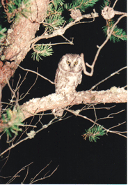 boreal owl at Whitefish Point, MI