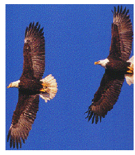 raptors migrating