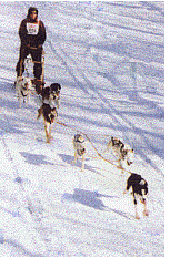 dogsledding in the upper peninsula