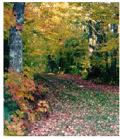 fall colors in grand marais michigan