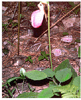 wildflower in grand marais, upper peninsula of michigan