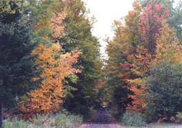 Bill Nicholls ATV trails  western Upper Peninsula